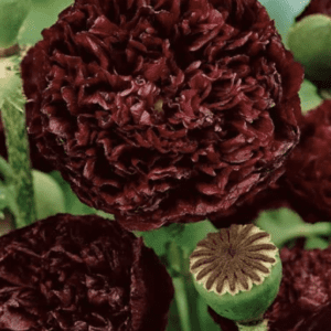 Deep burgundy flowers with intricate petals and a seed pod in the center.